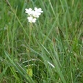 Saxifraga granulata, saxifrage granulée