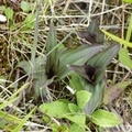 Ophrys apifera (rosette)