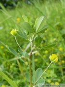 Trifolium dubium, Petit trèfle jaune