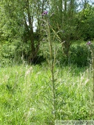 Cirsium palustre, Cirse des marais