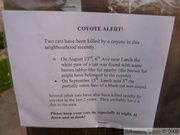 Alerte au coyote ! Kitsilano