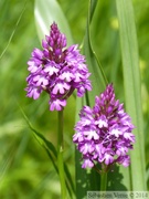 Orchis pyramide