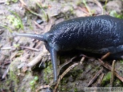 Limax cinereoniger, Limace noirâtre