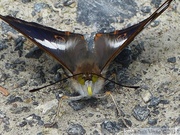 Grand mars changeant, Apatura iris, mâle