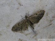 Eupithecia tripunctaria