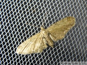 08534 Eupithecia vulgata