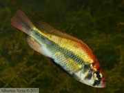 Haplochromis paropius, mâle