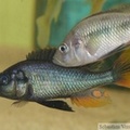 Haplochromis piceatus, mâles