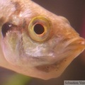 Haplochromis paropius, femelle en incubation