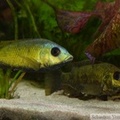 Sarotherodon knauerae, mâle et femelle