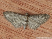 08537 Eupithecia subfuscata