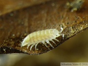 Trichoniscus pygmaeus