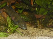 Benitochromis nigrodorsalis "Moliwe", mâle avec alevins