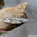 Un épinoche mort, Gasterosteus aculeatus. Il y en avait pleins (des vivants) au bord du lac.