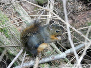 Tamiasciurus douglasii, Douglas Squirrel, Ecureuil de Douglas