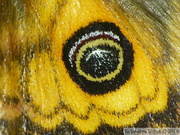 Saturnia pavonia, Petit Paon de Nuit, mâle, aile postérieure