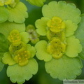 Dorine à feuilles alternes, Chrysosplenium alternifolium