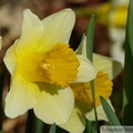Jonquille sauvage, Narcissus pseudonarcissus