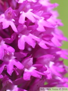 Orchis pyramide