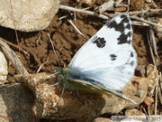 Pontia daplidice, Marbré-de-Vert
