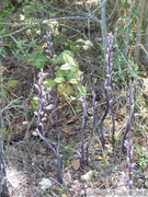 Limodorum abortivum, le Limodore à feuilles avortées