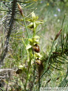 Ophrys litigiosa