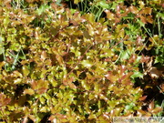 Chêne-kermès, Quercus coccifera