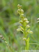 Orchis grenouille