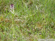 Neotinea ustulata et Ophrys insectifera
