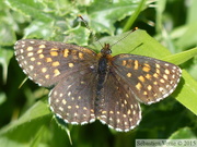 Papilionoidea (Rhopalocères)