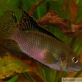 Benitochromis nigrodorsalis Moliwe, mâle
