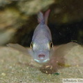 Haplochromis fischeri