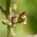 Scrofulaire à oreillettes, Scrophularia auriculata