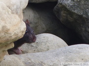 Rattus norvegicus, Surmulot, Brown rat