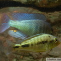 Haplochromis fischeri, couple