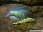 Haplochromis fischeri, couple