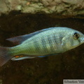 Haplochromis fischeri, mâle