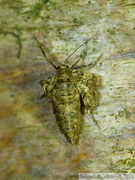 Phigaliohybernia marginaria, femelle