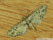 08491 Eupithecia exiguata