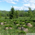 Touradons de Carex