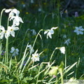 Narcisse des Poètes, Narcissus poeticus