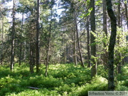 Boisement de Pin à crochets, Pinus uncinata, espèce envahissante en RNR des Tourbières de Frasnes-Bouverans
