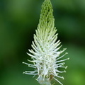 Raiponce en épi, Phyteuma spicatum