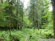 RBD de la Glacière, Forêt Domaniale de la Joux