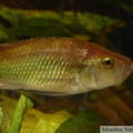 Haplochromis orthostoma, mâle