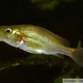  Haplochromis orthostoma femelle