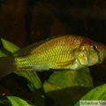  Haplochromis orthostoma mâle