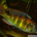 Haplochromis sp. "Tomato", mâle