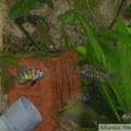 Haplochromis sp. "Tomato", jeunes mâles