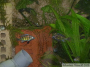 Haplochromis sp. "Tomato", jeunes mâles